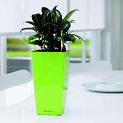 office-plants-green-london-rent office-plants-green-london-rent