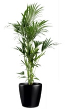 office plants kentia palm office plants kentia palm