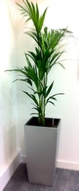 office plants cubico