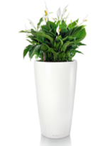 office plants peace lily office plants peace lily