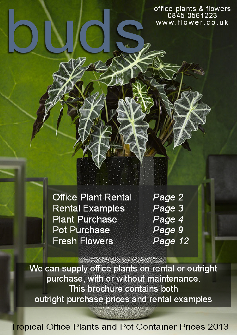 office-plants-london office-plants-london