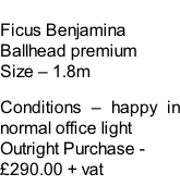 Ficus Benjamina Ballhead premium Size – 1.8m  Conditions – happy in normal office light  Outright Purchase - £290.00 + vat