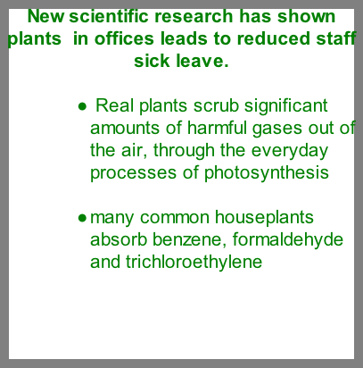 office plants office plants