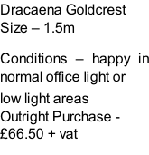 Dracaena Goldcrest Size – 1.5m  Conditions – happy in normal office light or  low light areas  Outright Purchase - £66.50 + vat