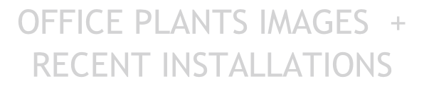 OFFICE PLANTS IMAGES  + RECENT INSTALLATIONS