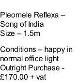 Pleomele Reflexa – Song of India Size – 1.5m  Conditions – happy in normal office light  Outright Purchase - £170.00 + vat