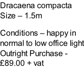 Dracaena compacta Size – 1.5m  Conditions – happy in normal to low office light  Outright Purchase - £89.00 + vat