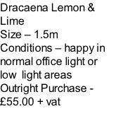 Dracaena Lemon & Lime Size – 1.5m  Conditions – happy in normal office light or low  light areas  Outright Purchase - £55.00 + vat