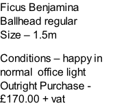 Ficus Benjamina Ballhead regular Size – 1.5m  Conditions – happy in normal  office light  Outright Purchase - £170.00 + vat